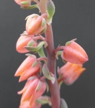 Echeveria helmutiana — houseplant care guide