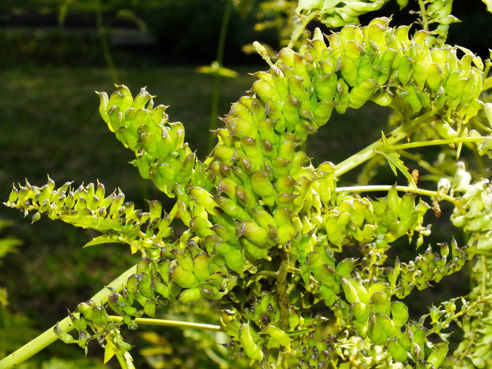 Actaea europaea fruit