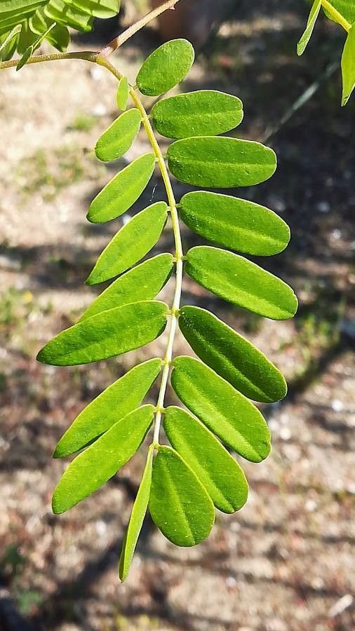 Caesalpinia bonduc leaf