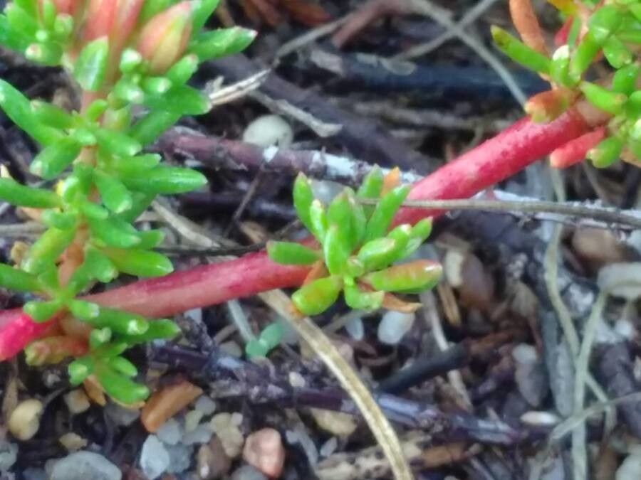 Frankenia laevis bark