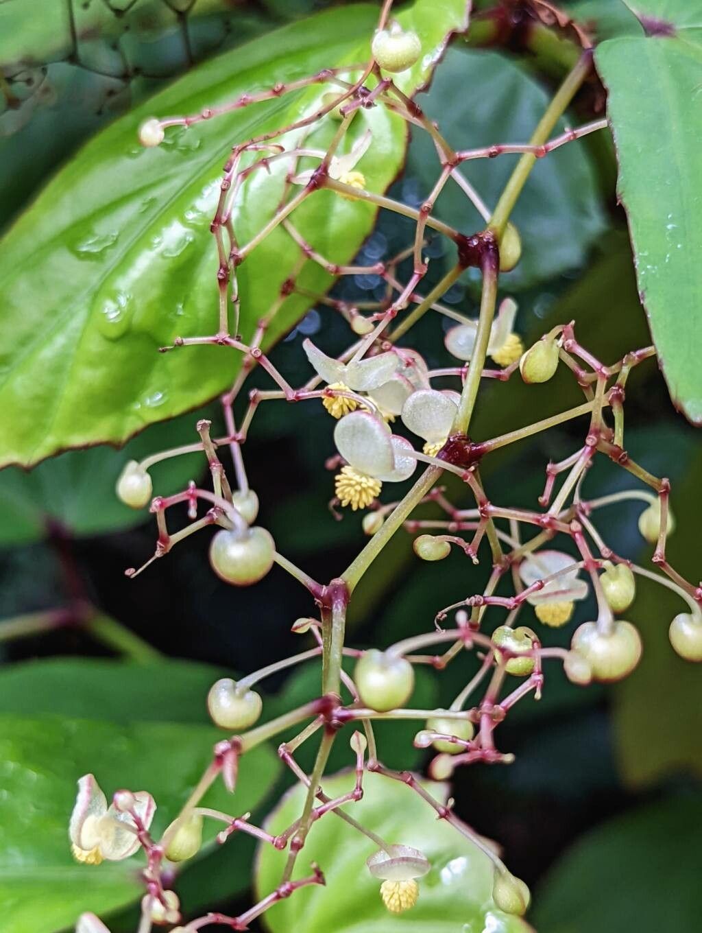 Begonia isoptera flower