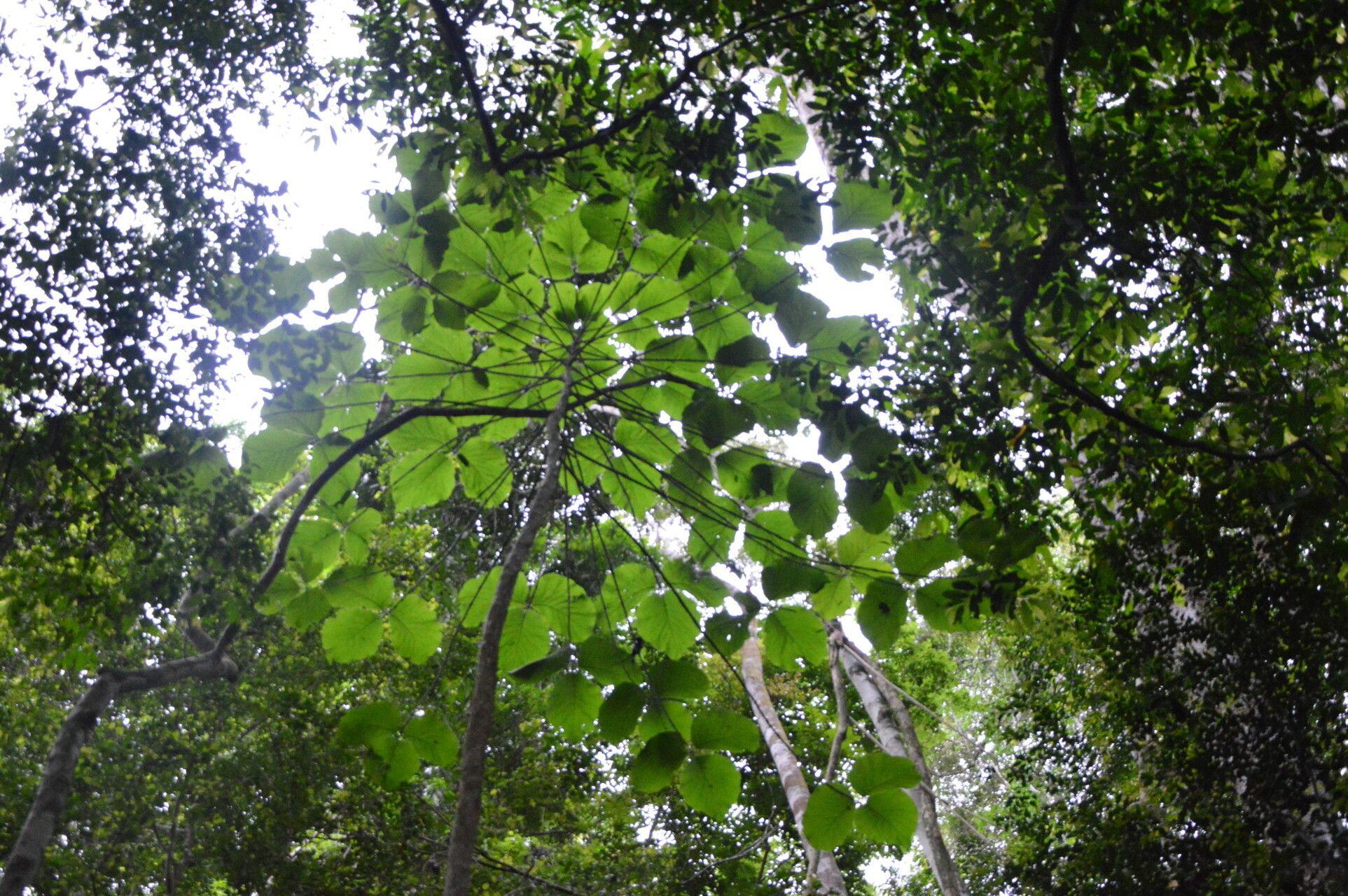 Schumanniophyton hirsutum habit