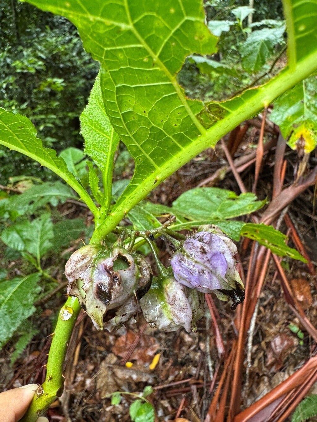 Solanum hexandrum fruit