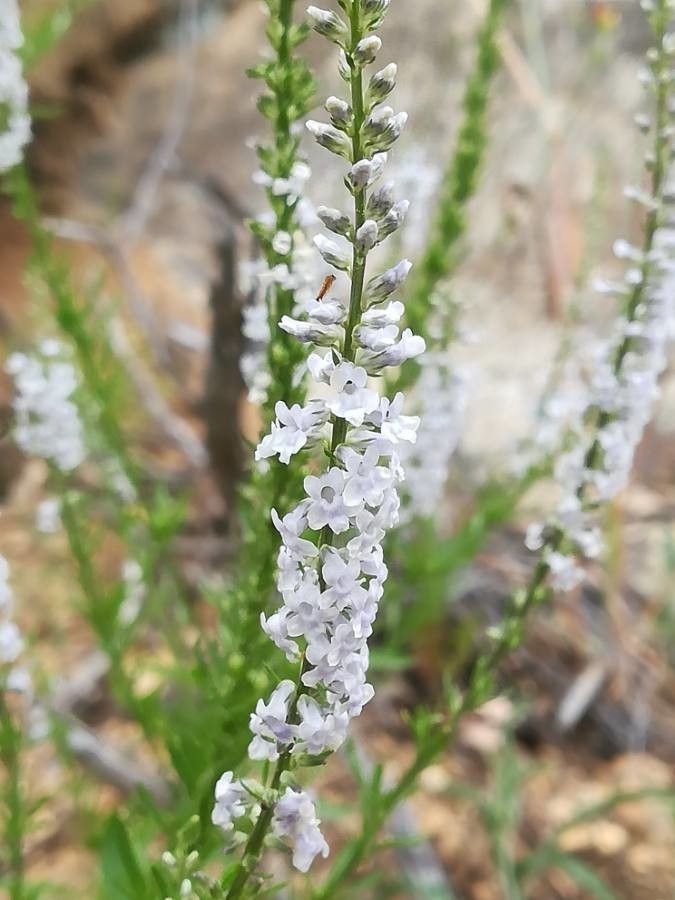 Anarrhinum bellidifolium flower