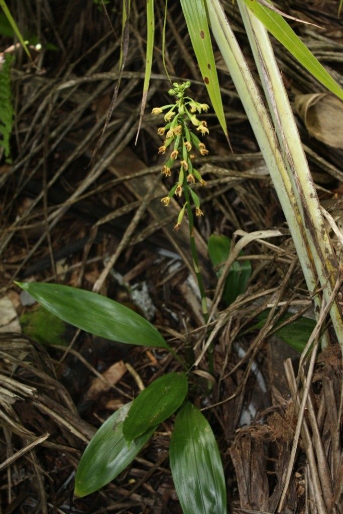 Eulophia moratii habit