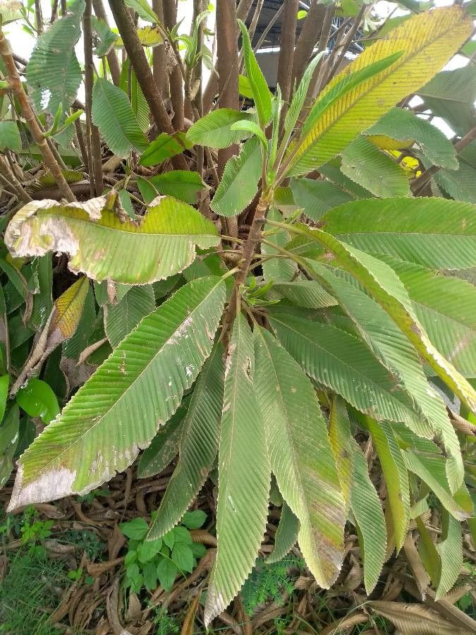 Dillenia indica — unique fruits houseplant