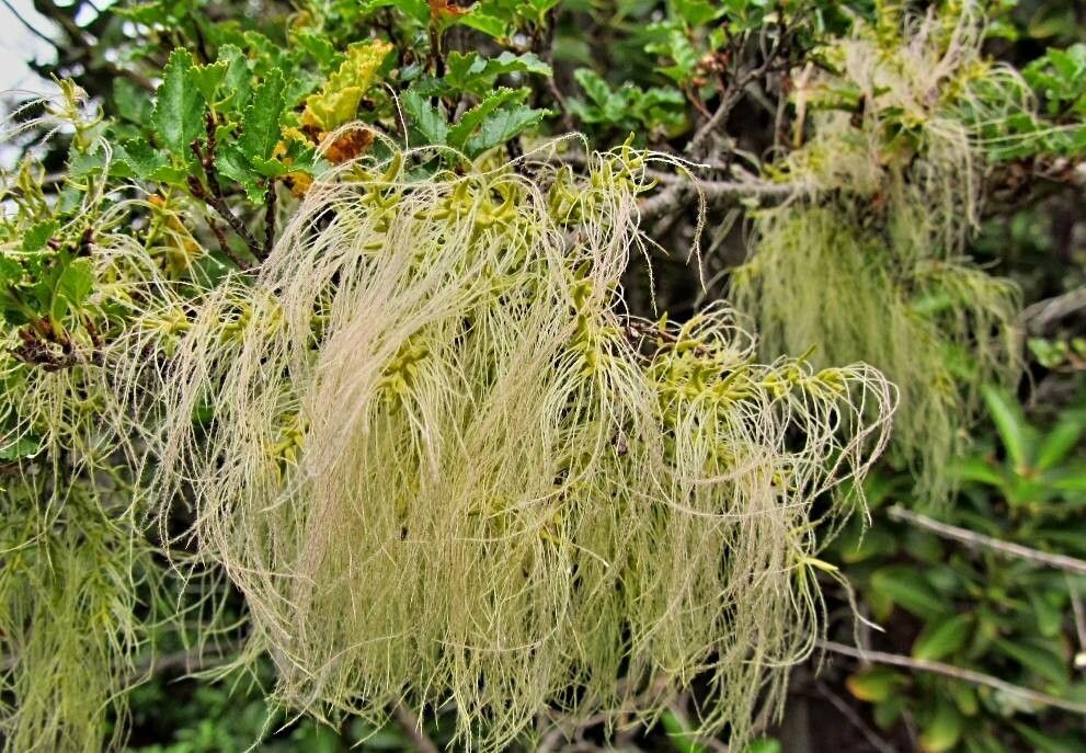 Misodendrum punctulatum flower