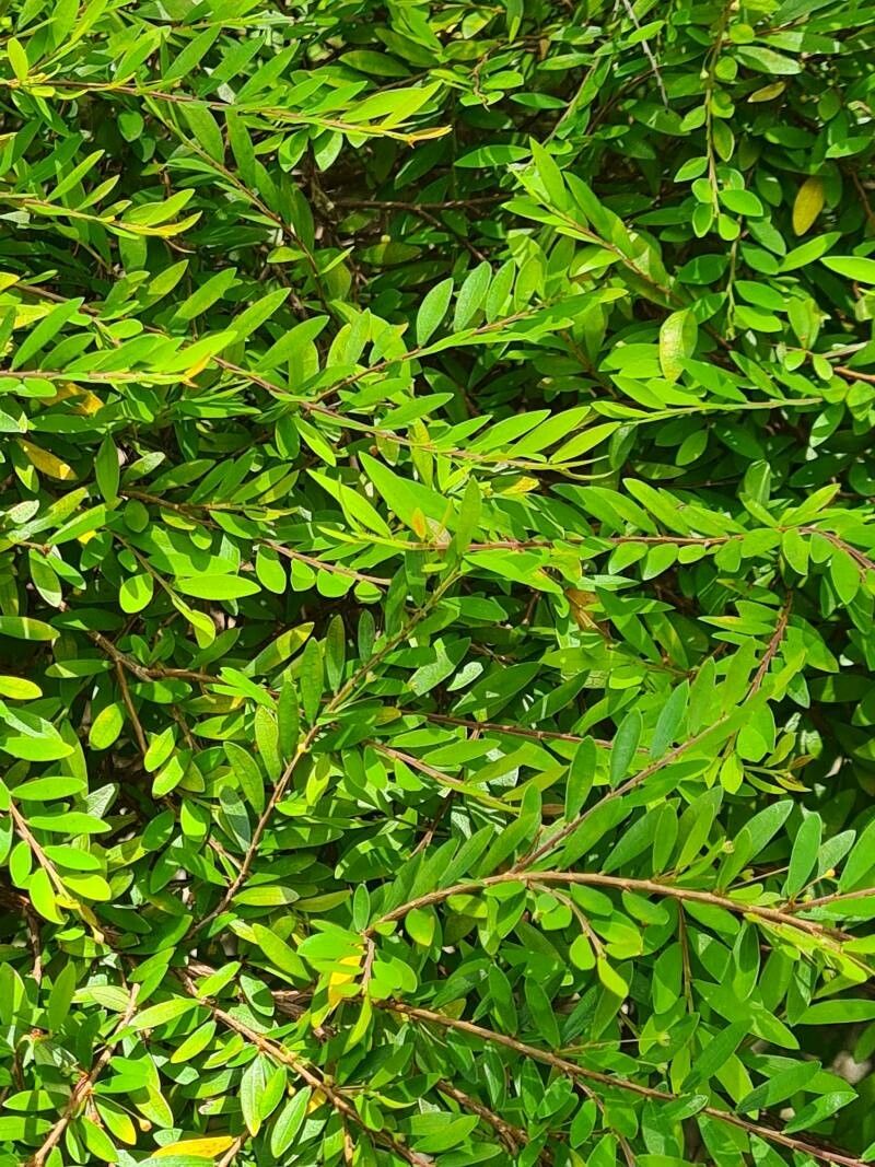 Phyllanthus bourgeoisii — search result for 'Phyllanthus'