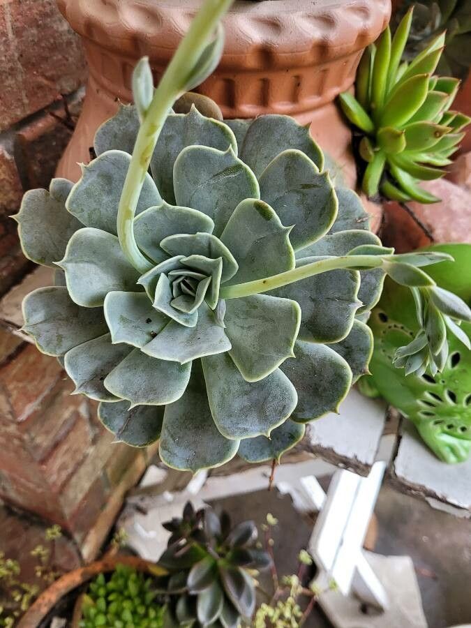 Echeveria secunda