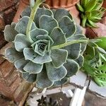 Echeveria secunda