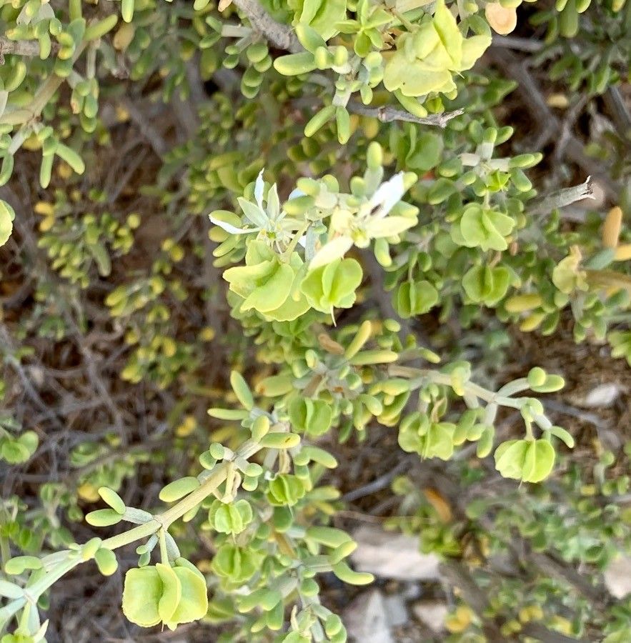 Tetraena dumosa fruit