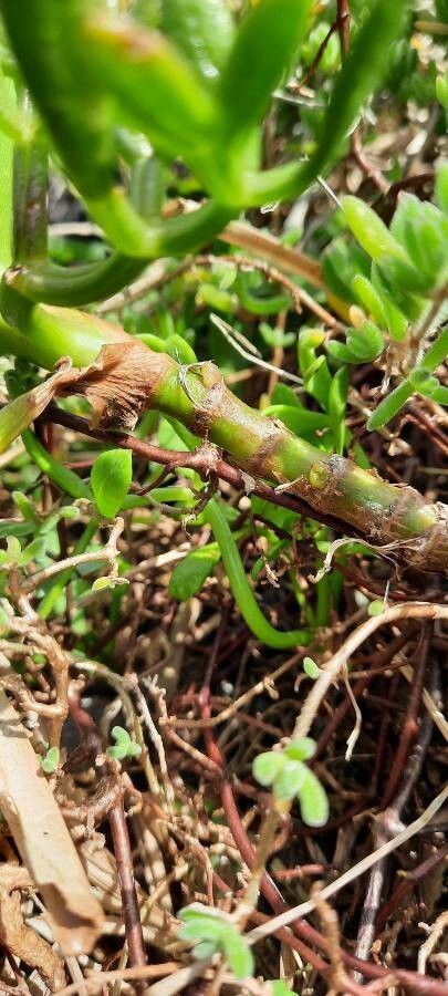 Apium prostratum other