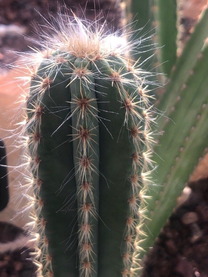 Pilosocereus catingicola — search result for 'Pilosocereus'