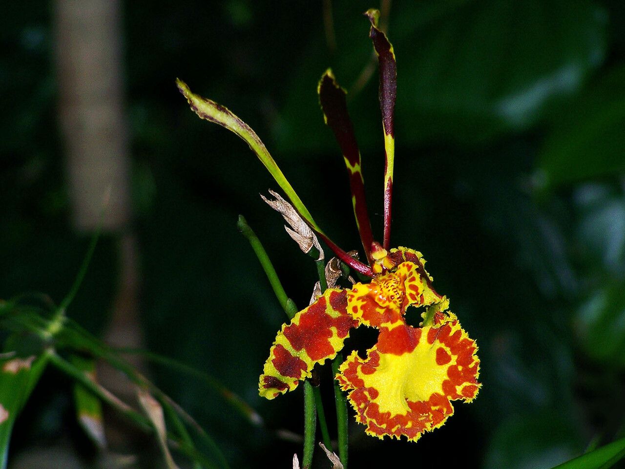 Psychopsis krameriana flower