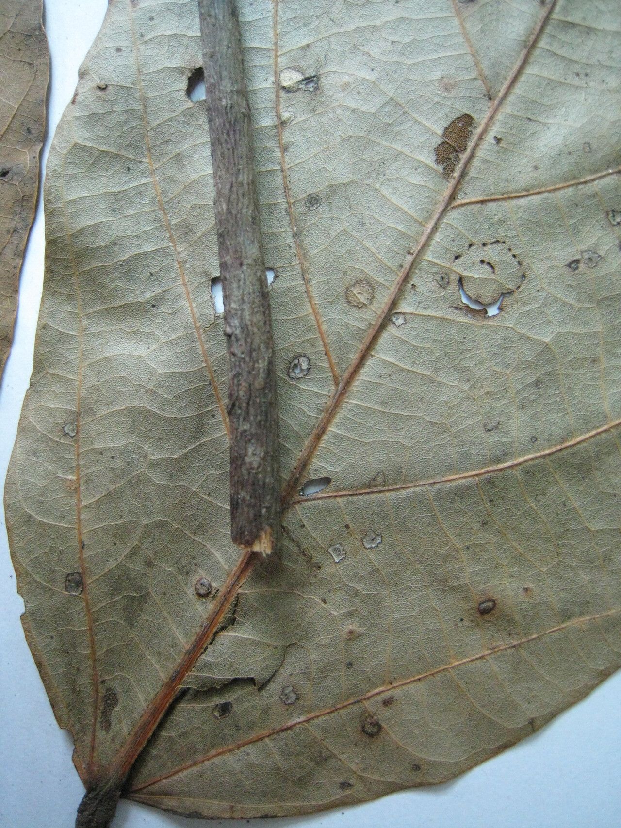 Sterculia lisae — houseplant care guide