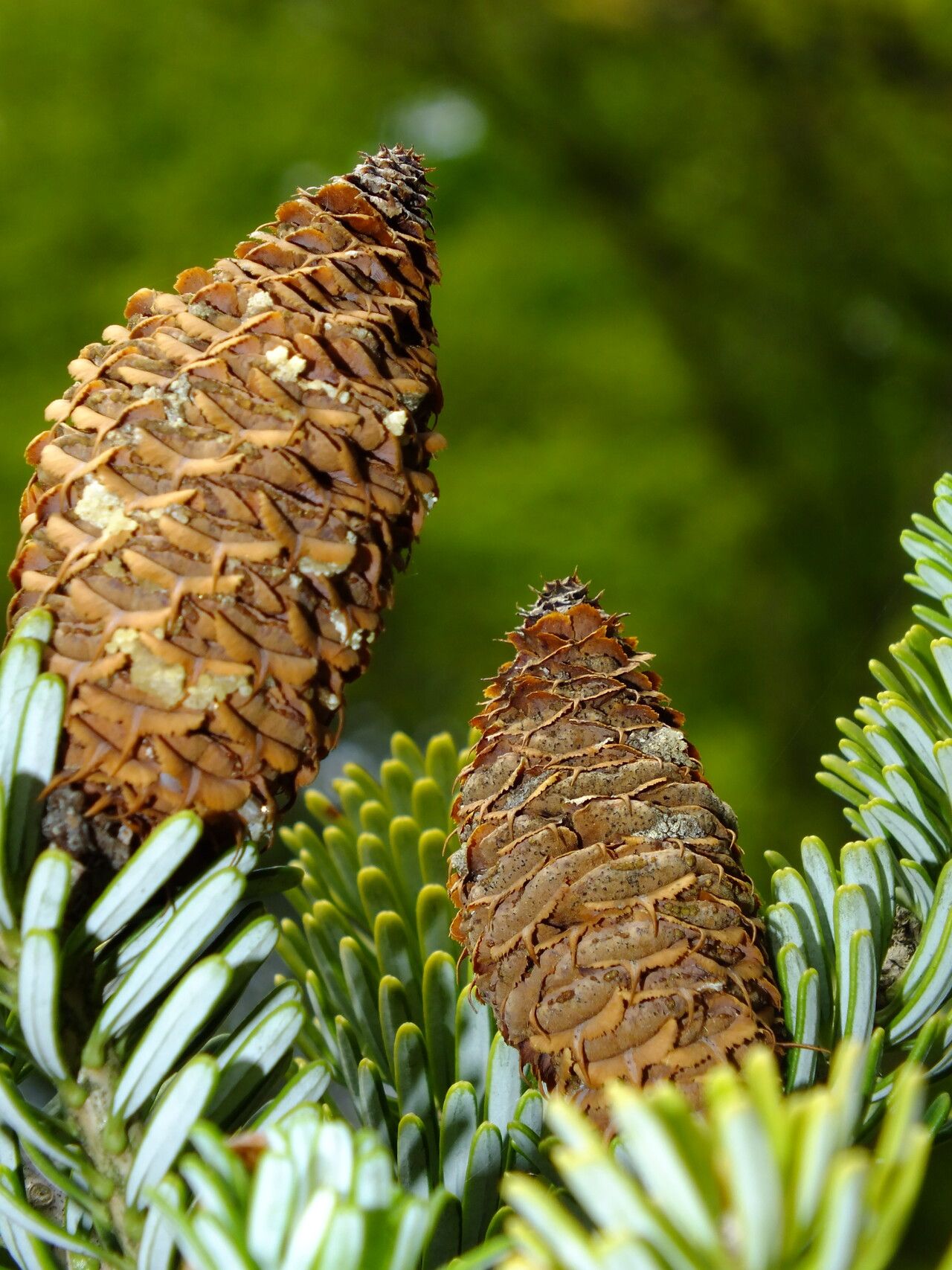 Abies × arnoldiana fruit