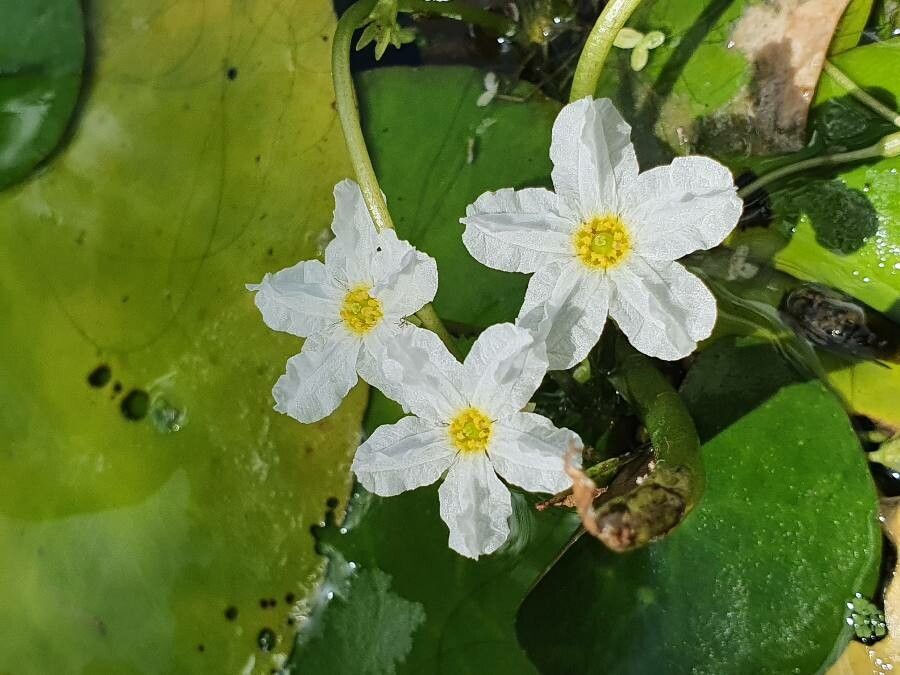 Nymphoides cristata flower