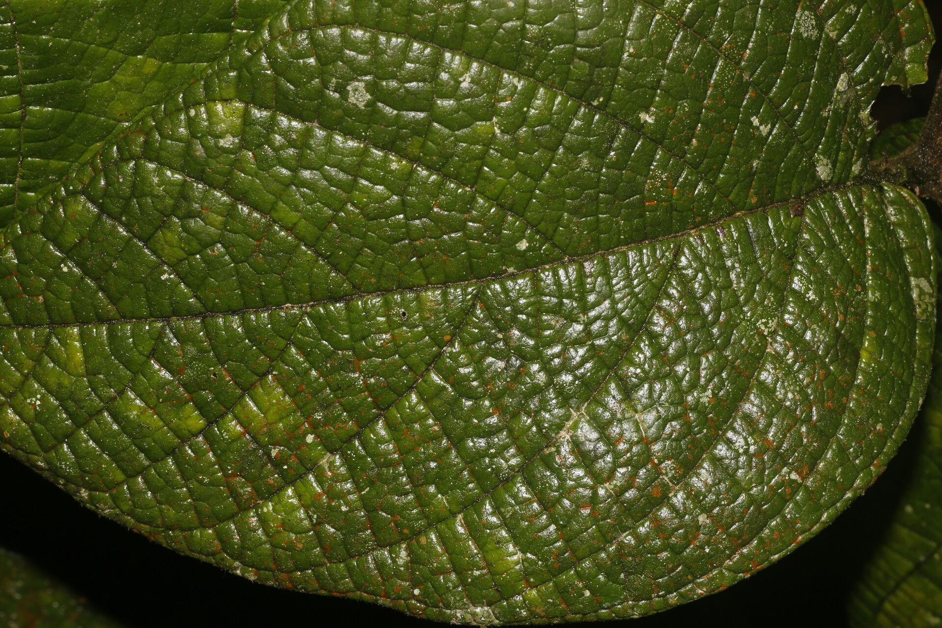 Cordia dwyeri — houseplant care guide