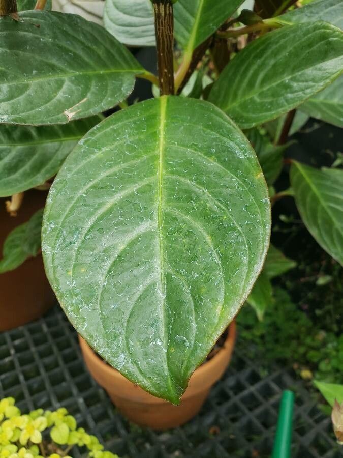 Drymonia ecuadorensis — houseplant care guide