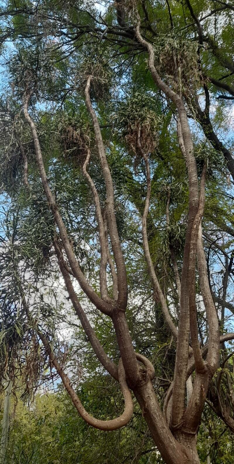 Euphorbia ramipressa habit