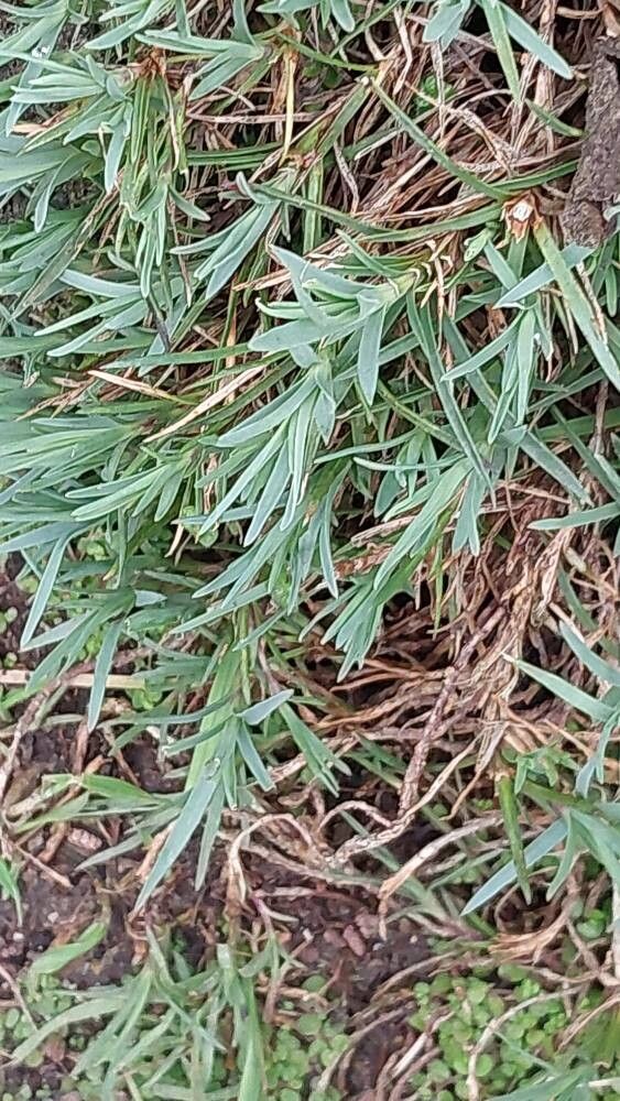 Dianthus leptopetalus leaf