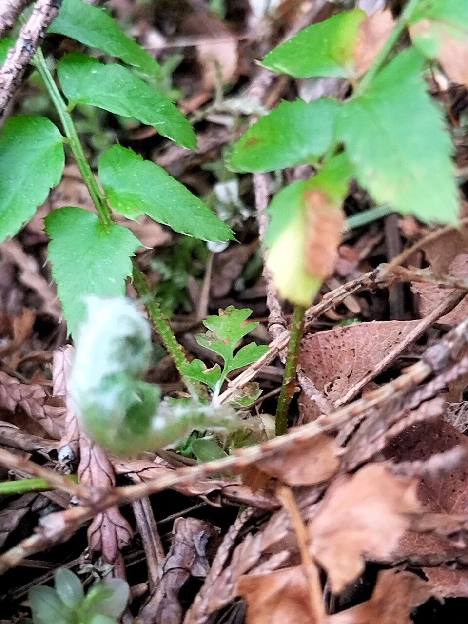 Polystichum imbricans bark