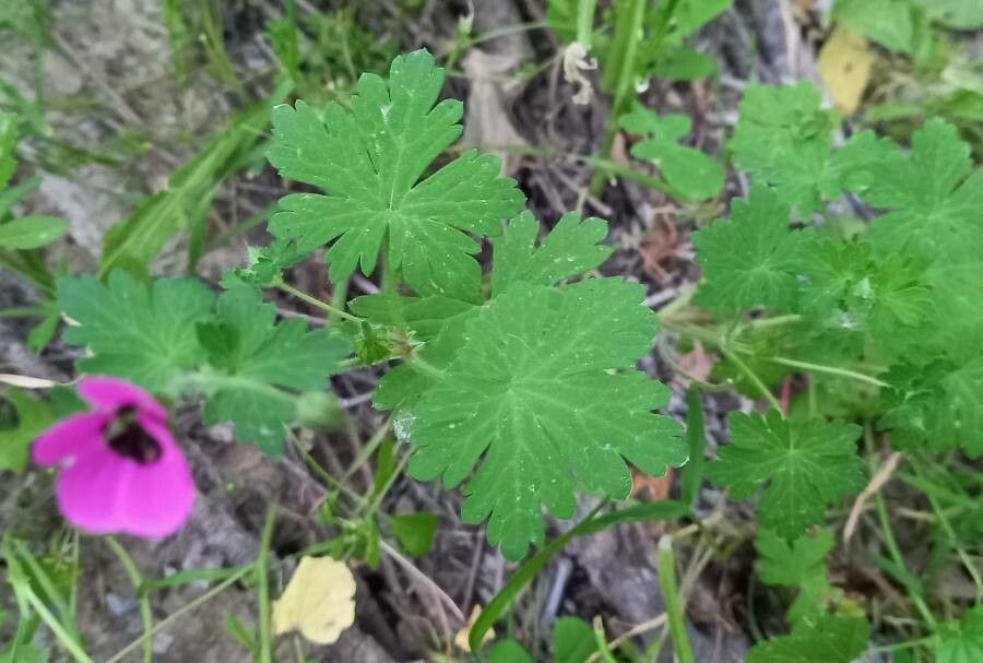 Geranium ocellatum — houseplant care guide