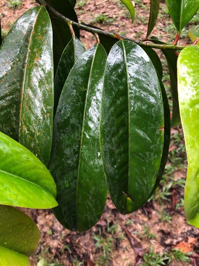 Garcinia atroviridis leaf
