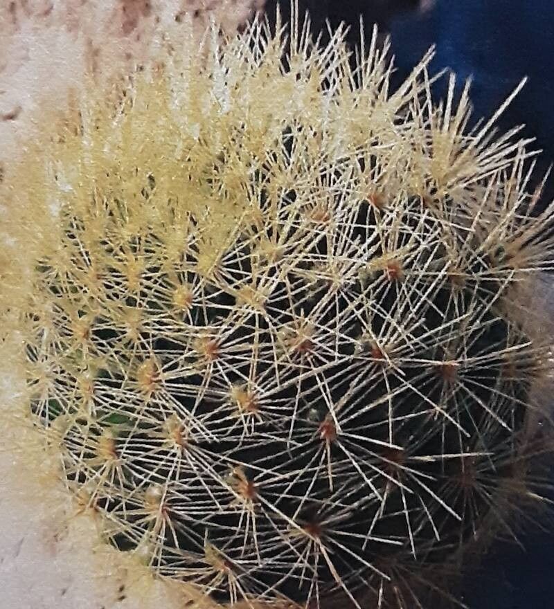 Mammillaria anniana habit