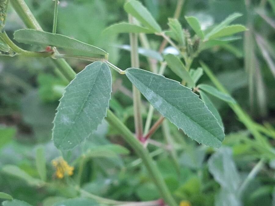 Melilotus indicus leaf