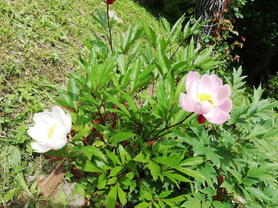 Paeonia corsica flower