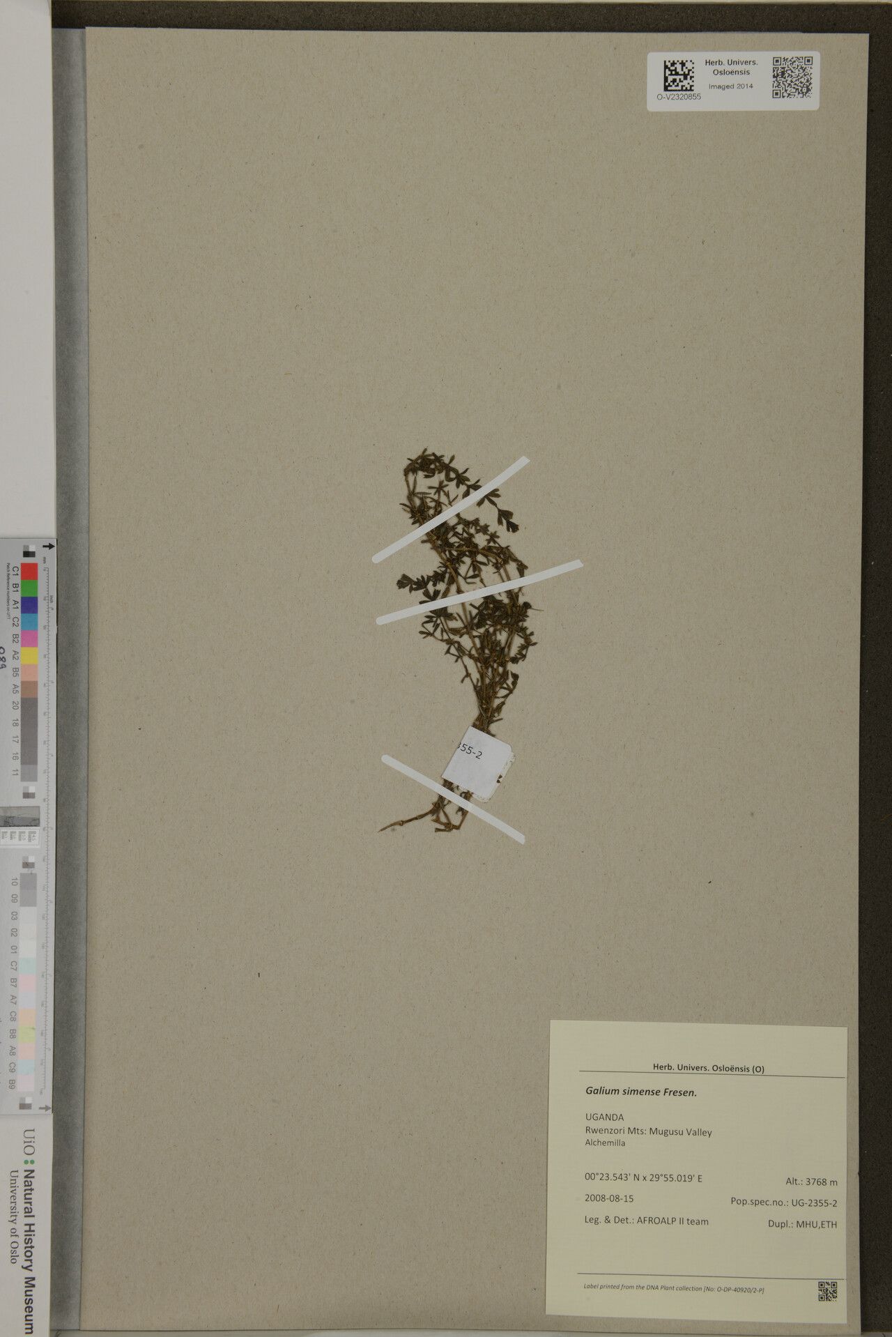 Galium simense — houseplant care guide