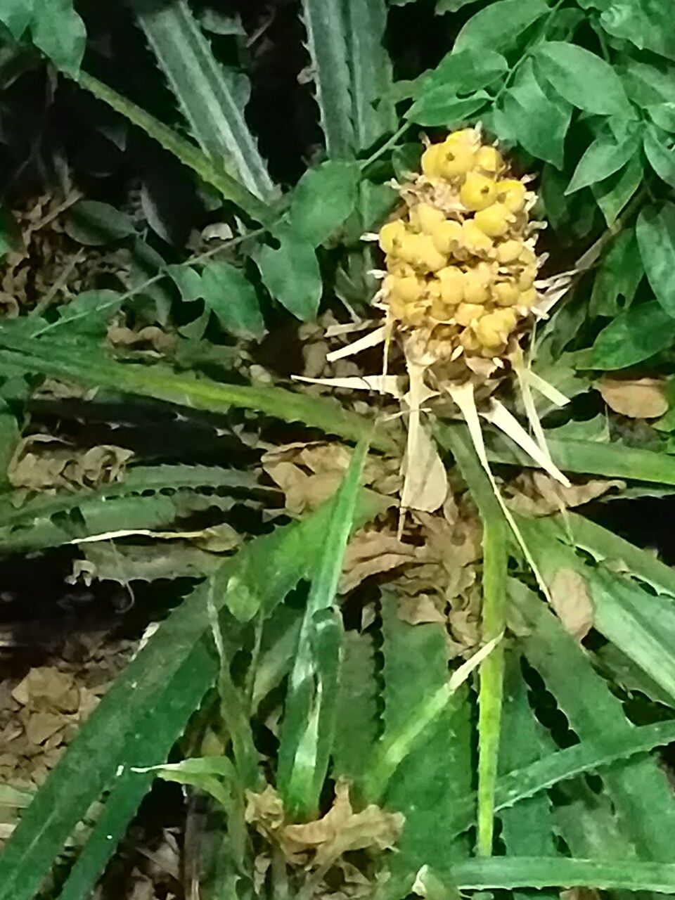 Bromelia balansae fruit