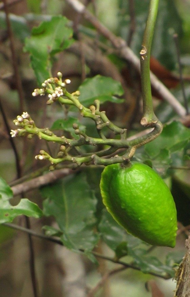 Marsdenia tylophoroides fruit