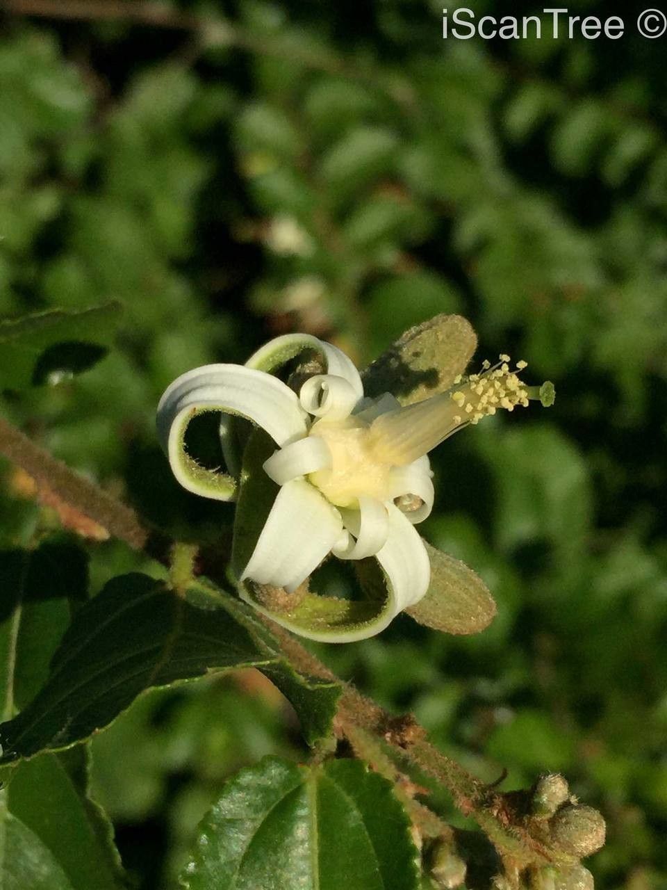 Grewia pachycalyx flower