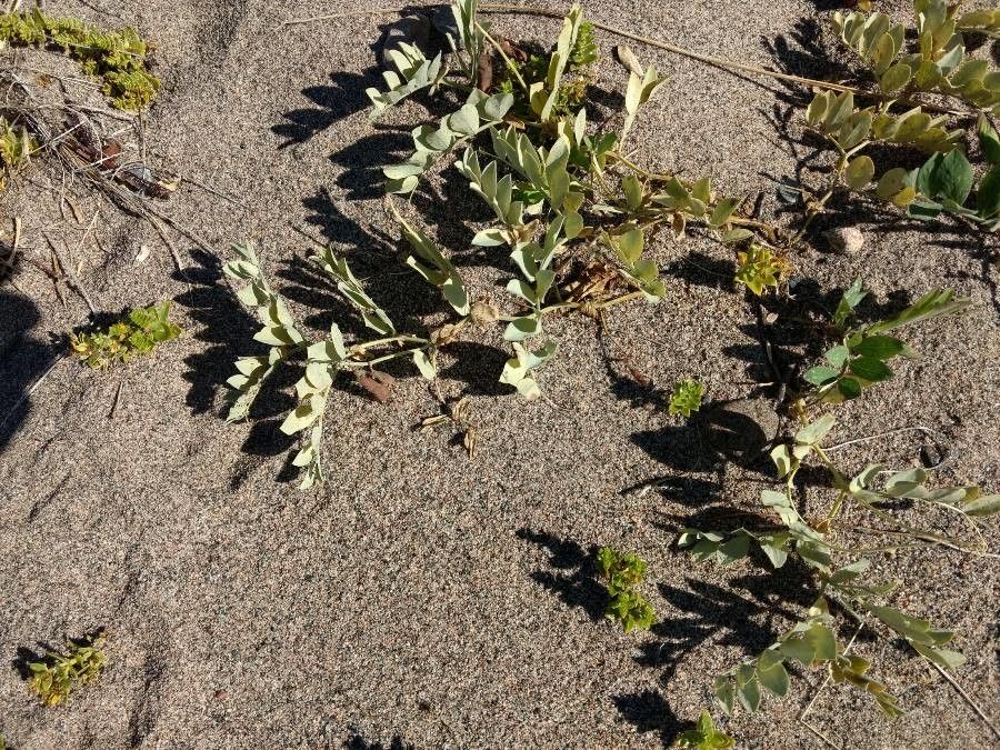 Lathyrus japonicus leaf