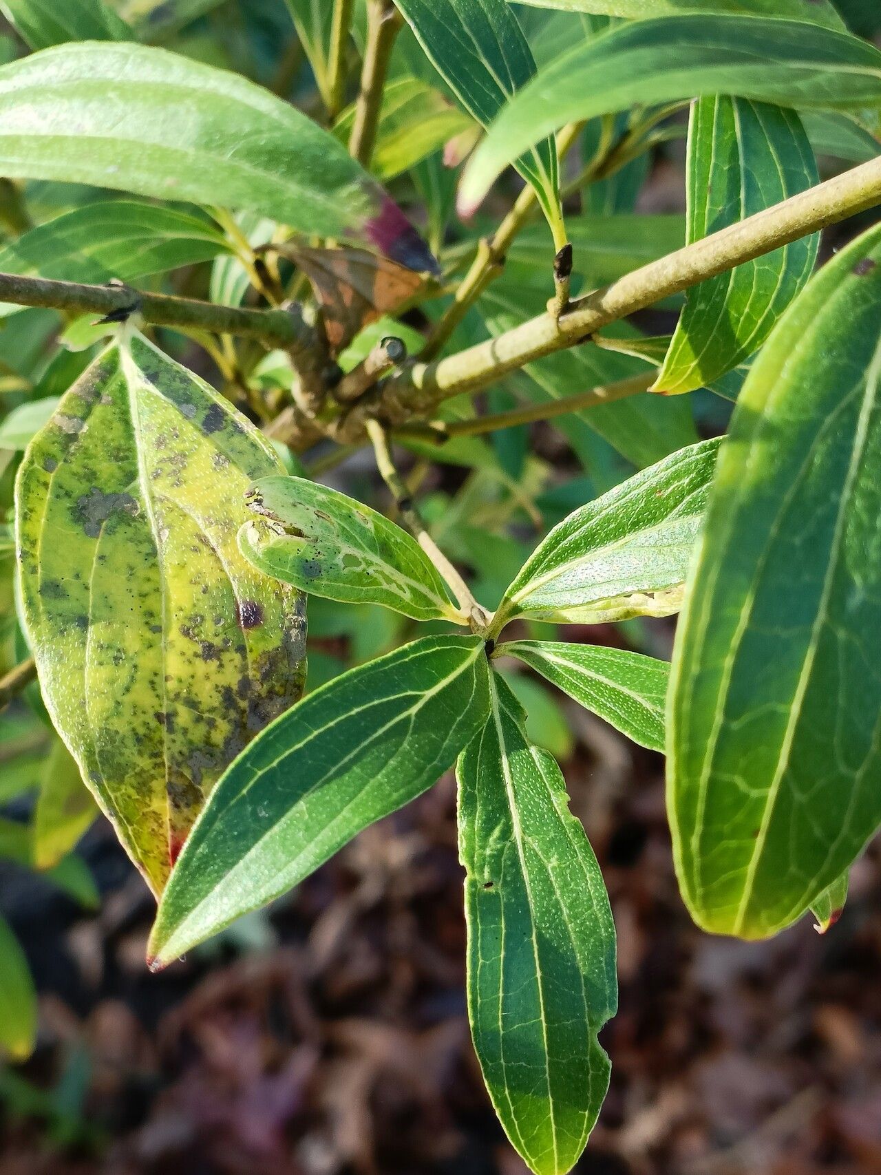 Cornus quinquenervis — houseplant care guide