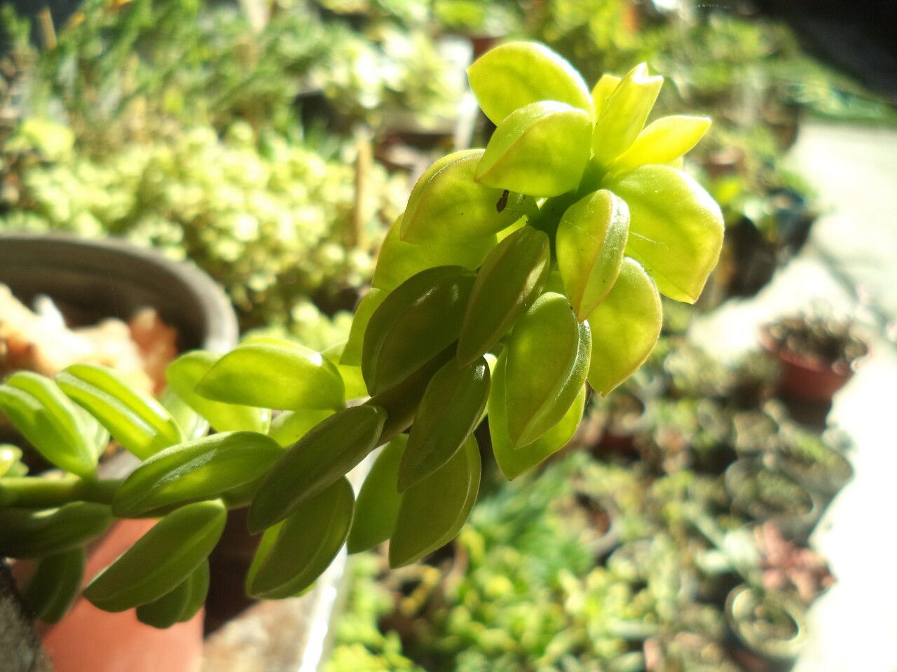 Peperomia nivalis — search result for 'Peperomia'