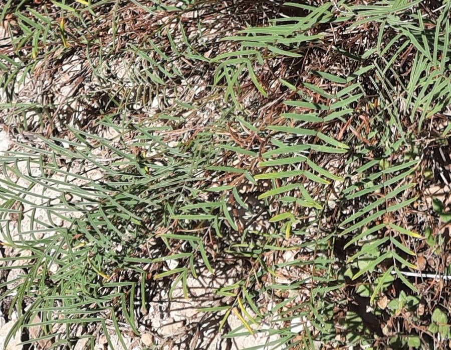 Onobrychis saxatilis leaf