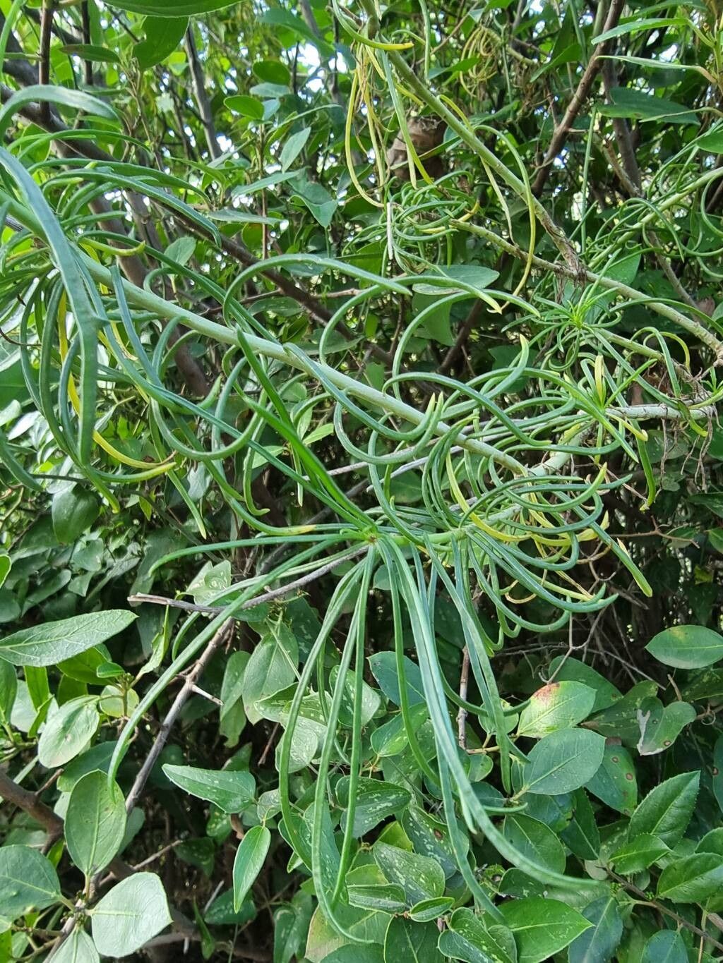 Senecio odontophyllus leaf
