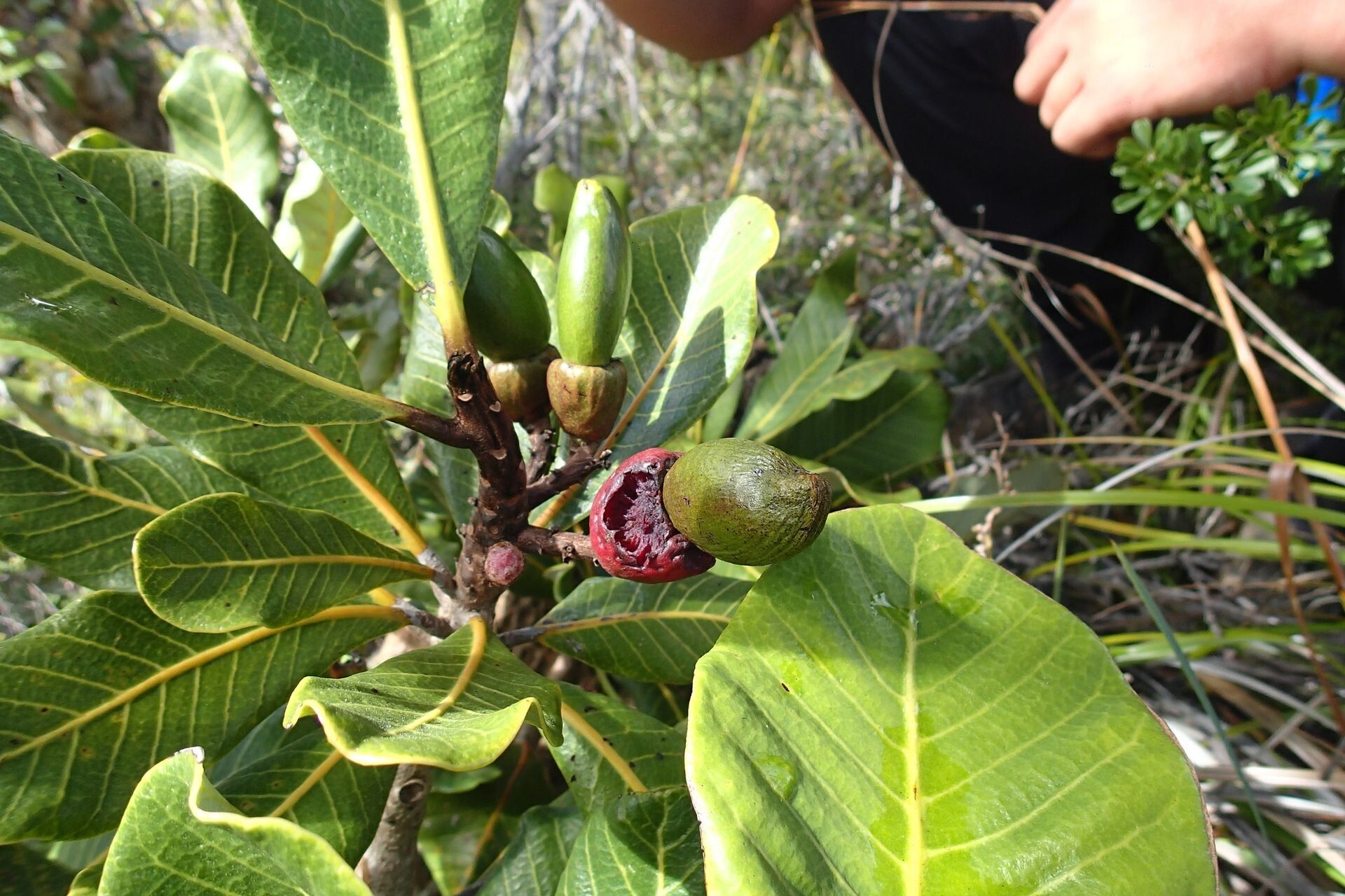Semecarpus riparius fruit