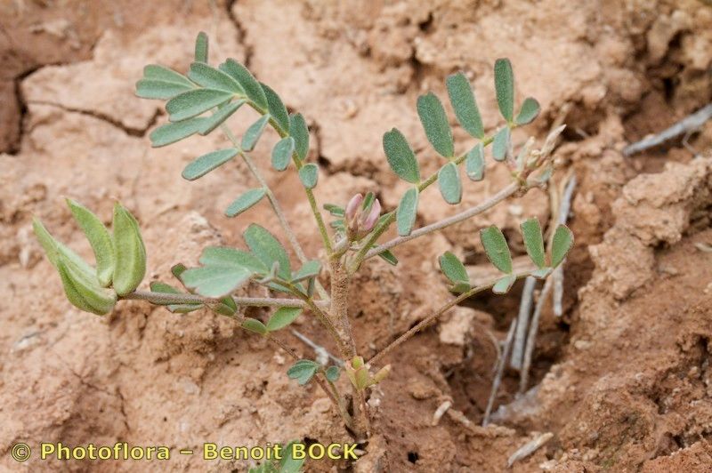 Astragalus oxyglottis habit