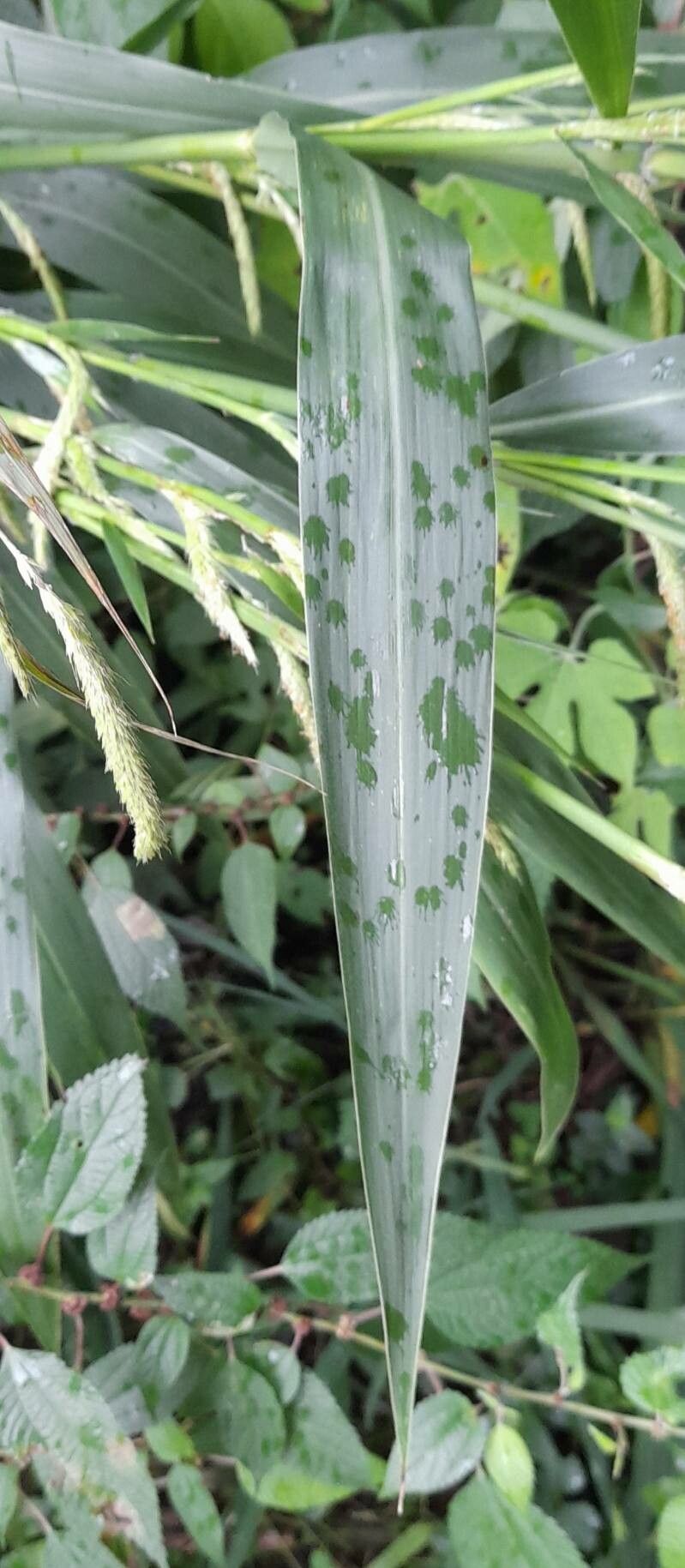 Pennisetum latifolium — search result for 'Pennisetum'