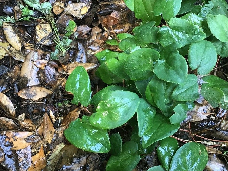 Epimedium diphyllum — houseplant care guide