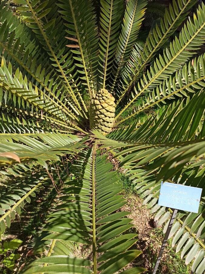 Encephalartos munchii flower