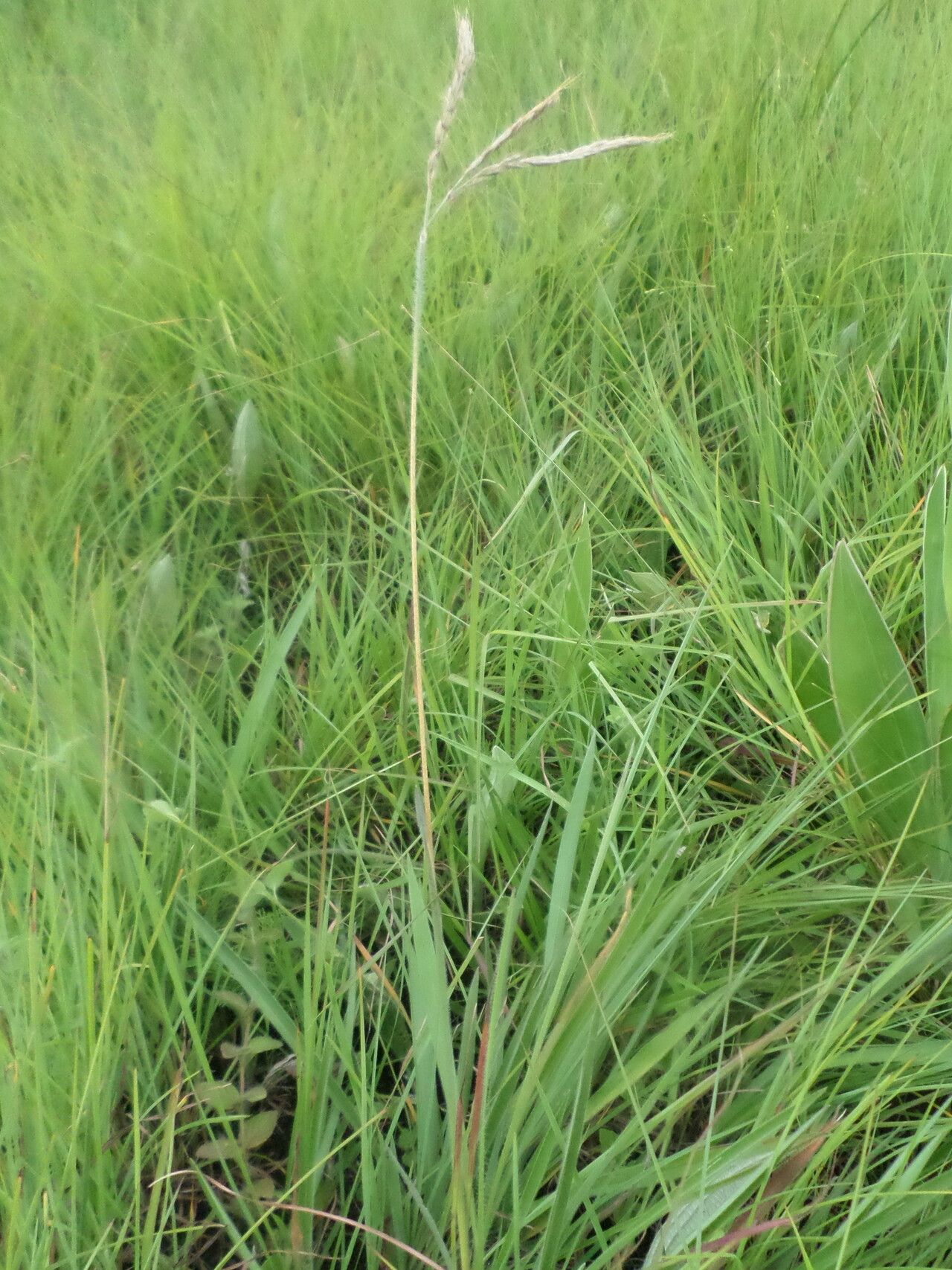 Eulalia villosa habit