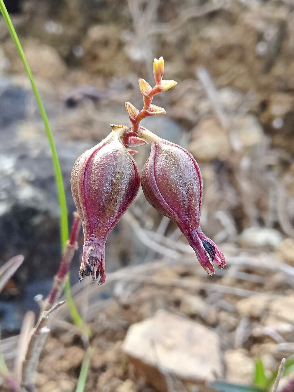 Epidendrum fimbriatum fruit