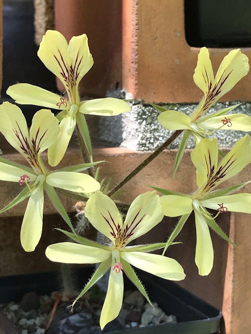 Pelargonium oblongatum flower
