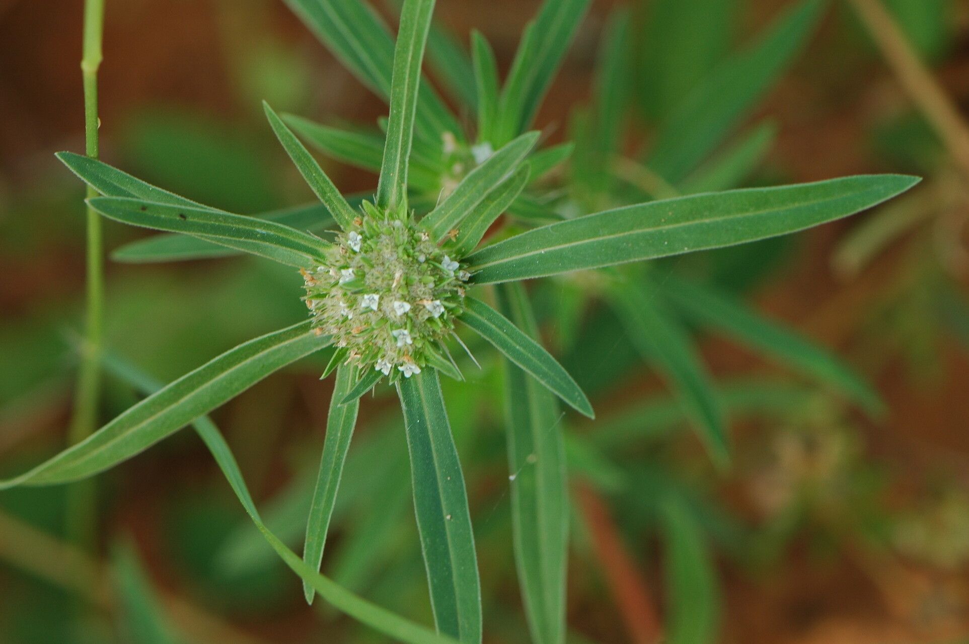 Spermacoce chaetocephala flower