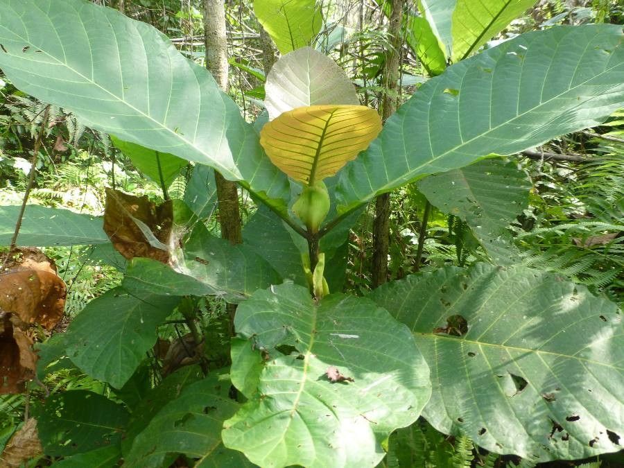 Hallea ledermannii — search result for 'Gabon'